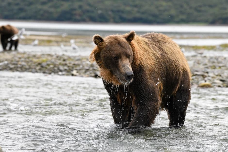 Cover image for article: A police drone searched south Anchorage for a brown bear before dawn