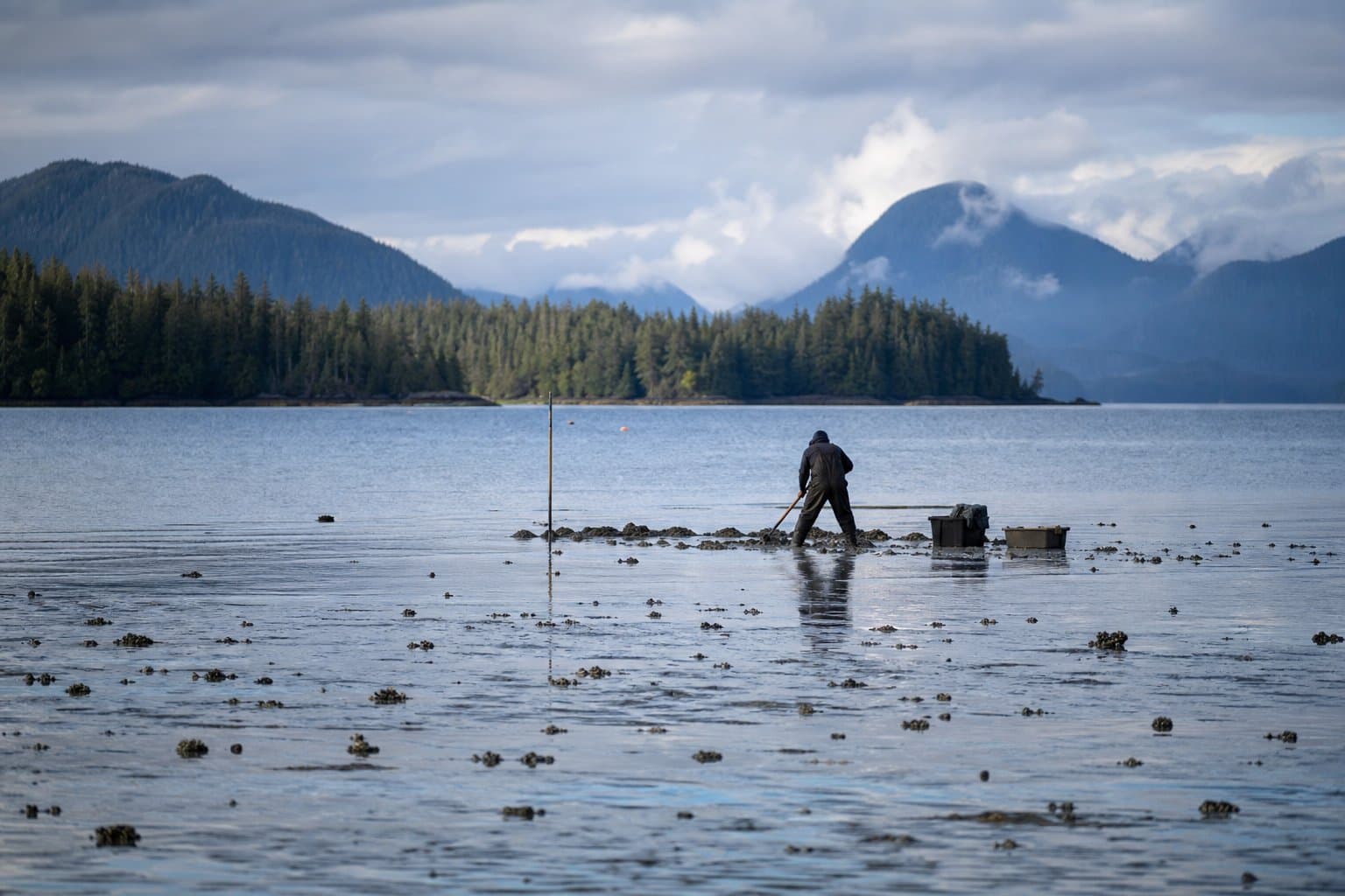Cover image for article: A Ketchikan-area geoduck farm wins a 20-year lease renewal