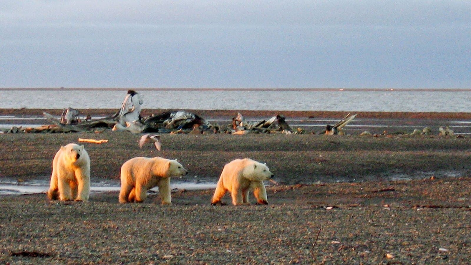Cover image for article: North Slope oil rule now covers accidental polar bear deaths the agency doesn't expect
