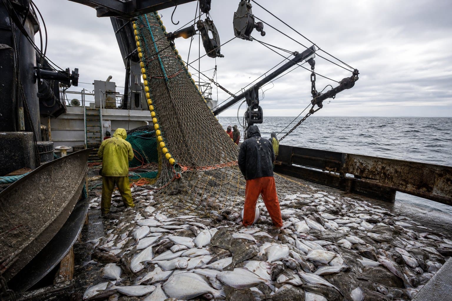 Cover image for article: NMFS raises halibut bycatch cap to 115 tons for BSAI cod C season