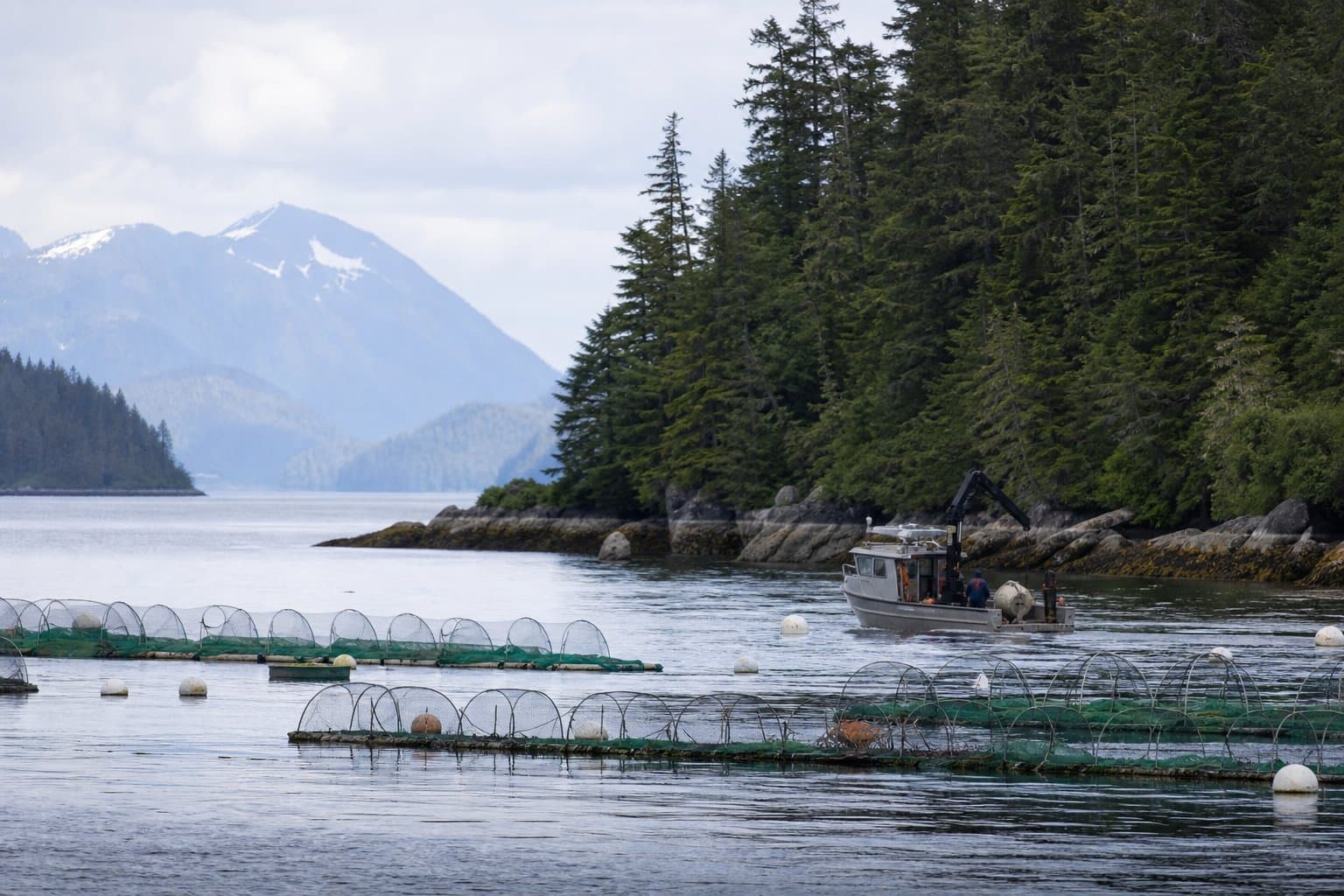 Cover image for article: DNR extends geoduck farm lease near Ketchikan; comment period open