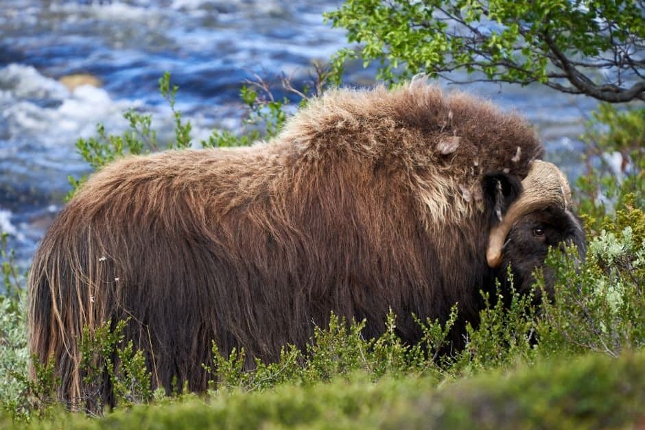 Cover image for article: Alaska Board of Game proposes hunting, trapping rules for Ambler Road