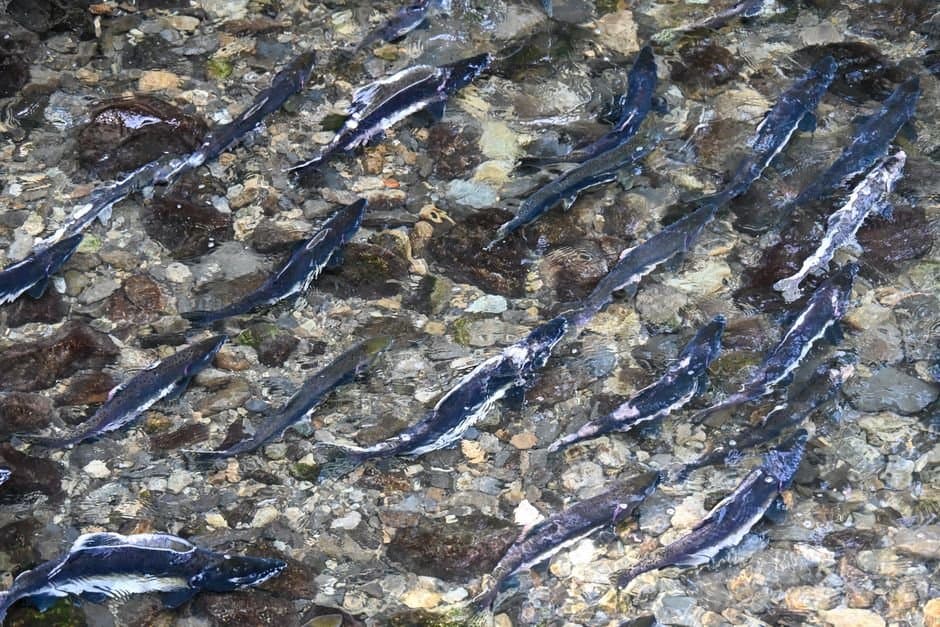 Cover image for article: Where to watch spawning salmon around Ketchikan this month