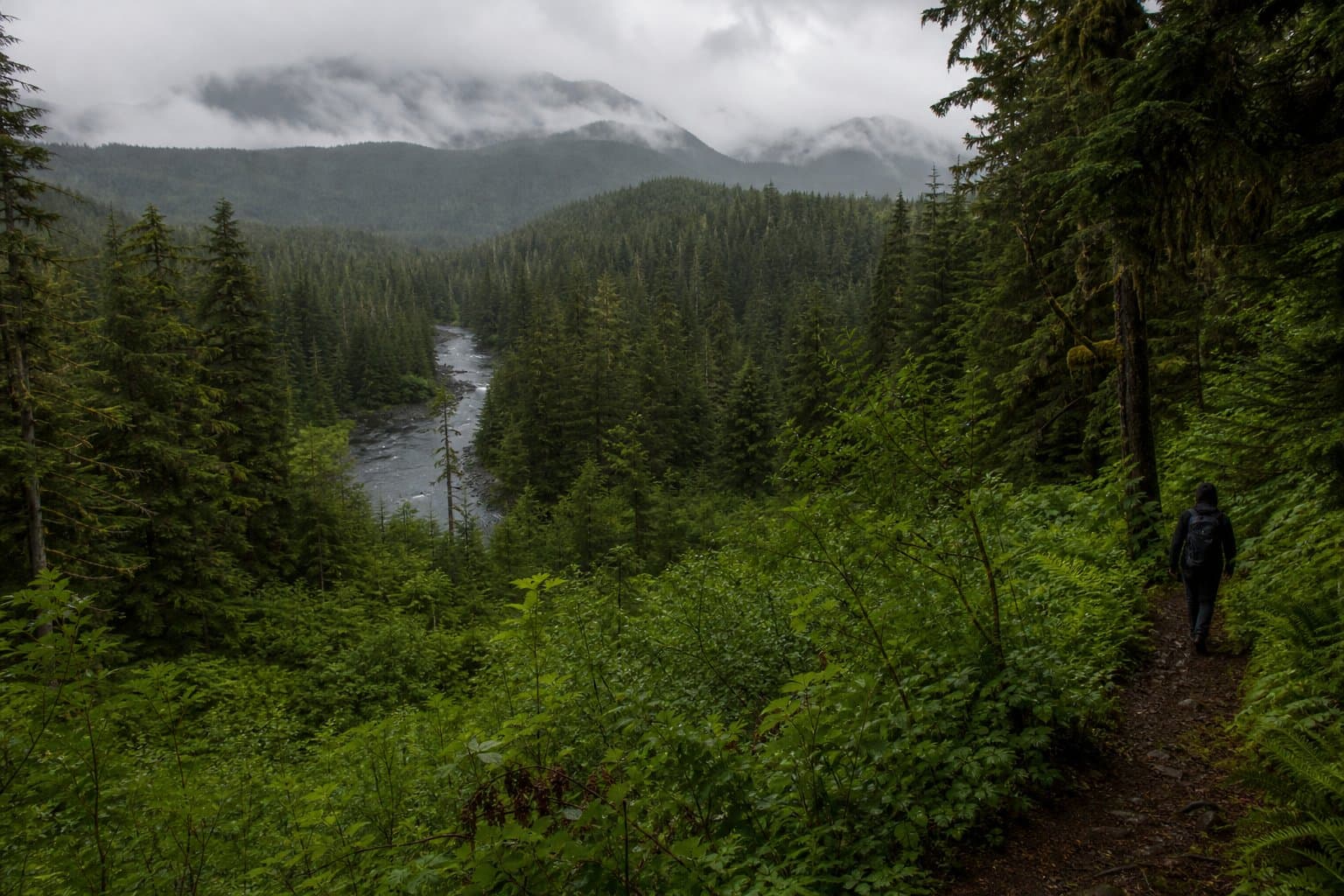 Cover image for article: USDA moves to rescind the roadless rule on the Tongass