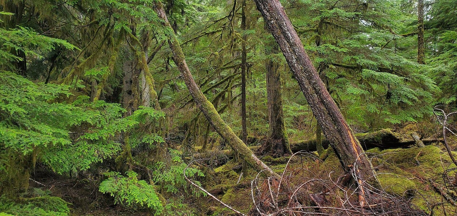 Cover image for article: State posts draft logging plan for Northwest Coffman Timber Sale on Prince of Wales Island