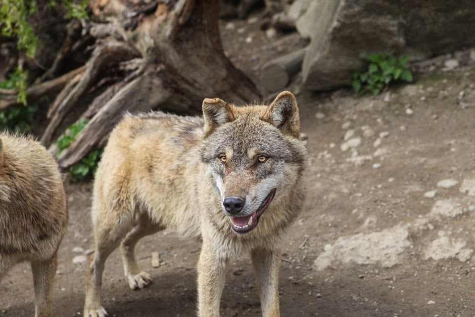 Cover image for article: Wolf hunters on Prince of Wales asked for a foreleg bone, and held to a 15-day clock