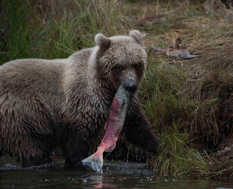 Cover image for article: Alaska sport fishing rules frozen despite new booklets