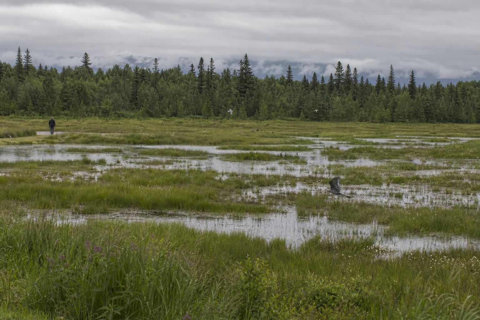 Cover image for article: Anchorage Assembly to consider buying two wetland lots for under $30,000