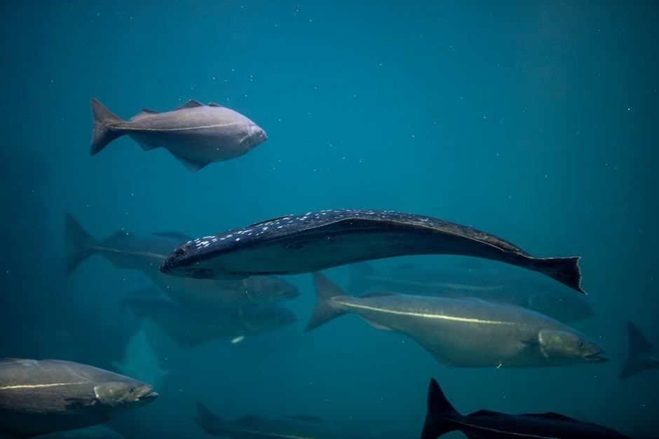 Cover image for article: Halibut commission staff propose letting AI read half of the fish earbones behind catch limits