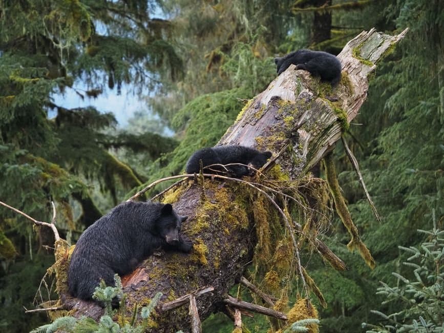 Cover image for article: Tlingit & Haida opposes rescinding Tongass roadless protections. Comments close Sept. 21.