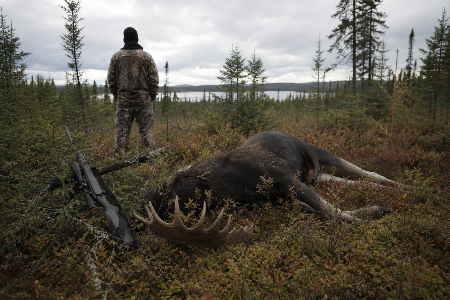 Cover image for article: Funny River hunter cited after self-reporting sub-legal moose kill