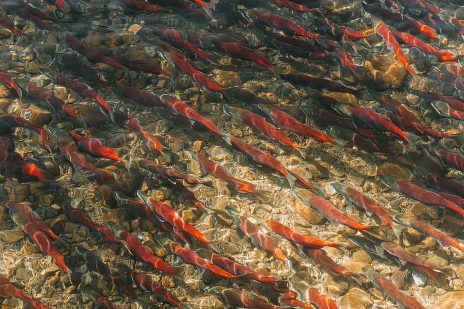 Cover image for article: Bristol Bay's sockeye surge doubles the sport limit to 10