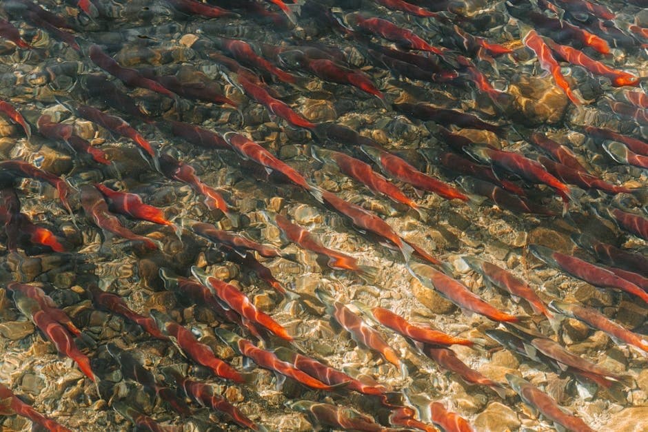 Cover image for article: ADF&G opens Copper River drift gillnet fishery Thursday for 24 hours
