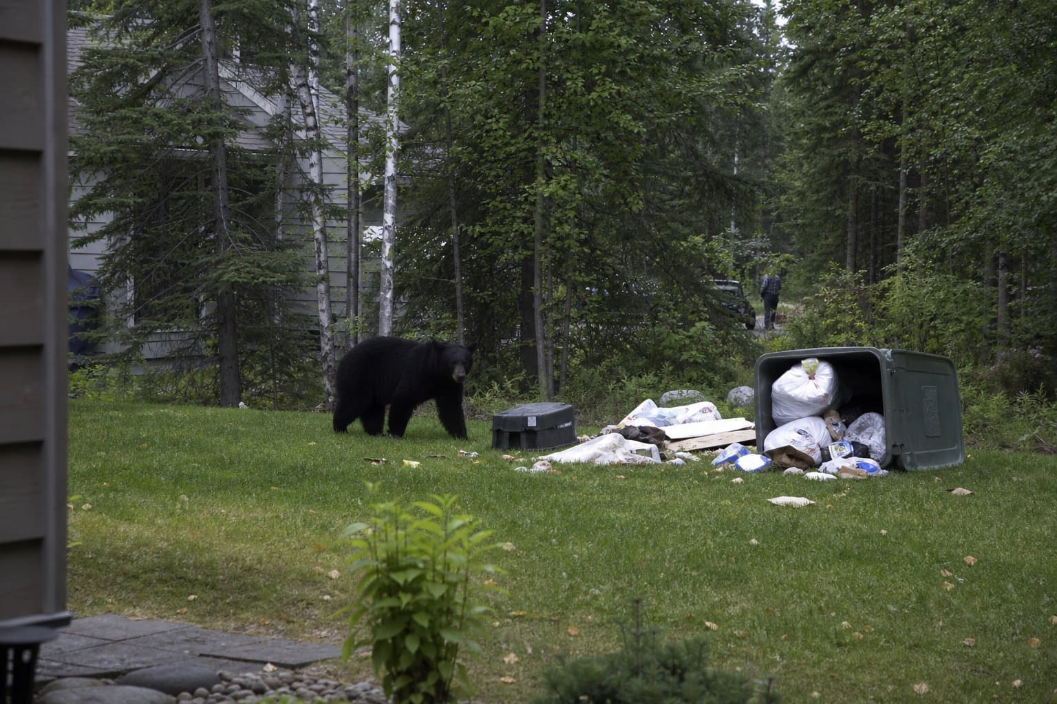 Cover image for article: Eagle River man cited for feeding black bears, false license statements