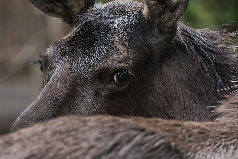 Cover image for article: Moose in Gates of the Arctic are up 48 percent, and researchers point to shrubs