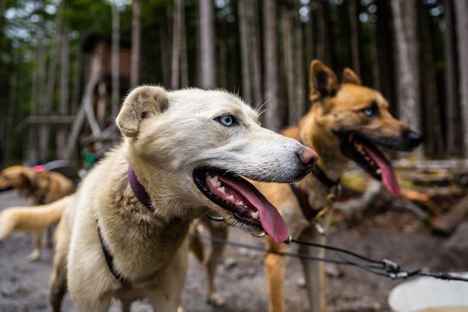 Cover image for article: Skagway's national park hosts a leashed-dog tour for National Dog Day