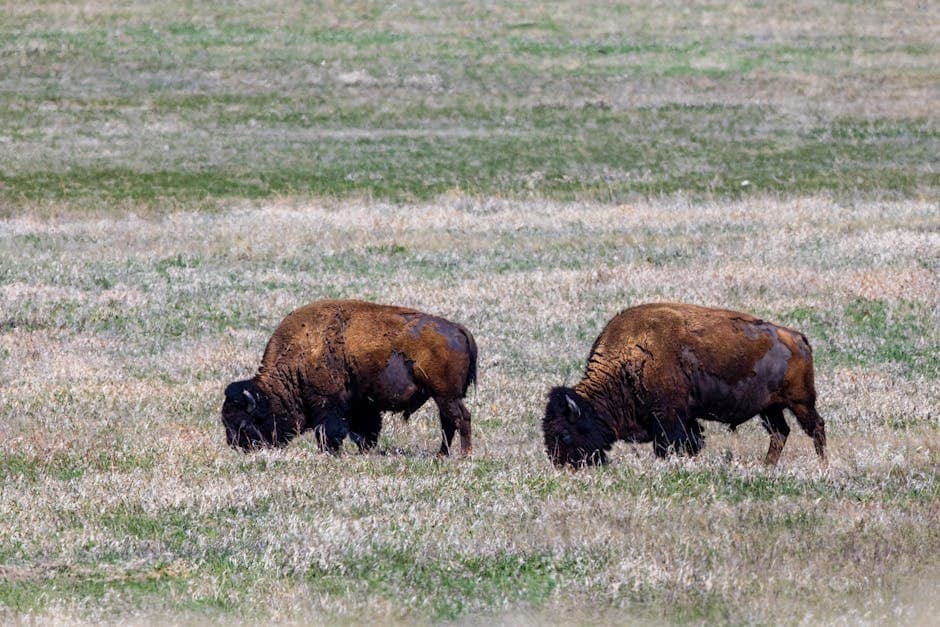 Cover image for article: Alaska wants to clear 1,000 more acres for the Delta bison herd