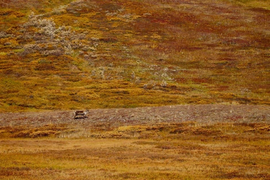 Cover image for article: A declining Fortymile caribou herd, short hunts, and a dispute over timing