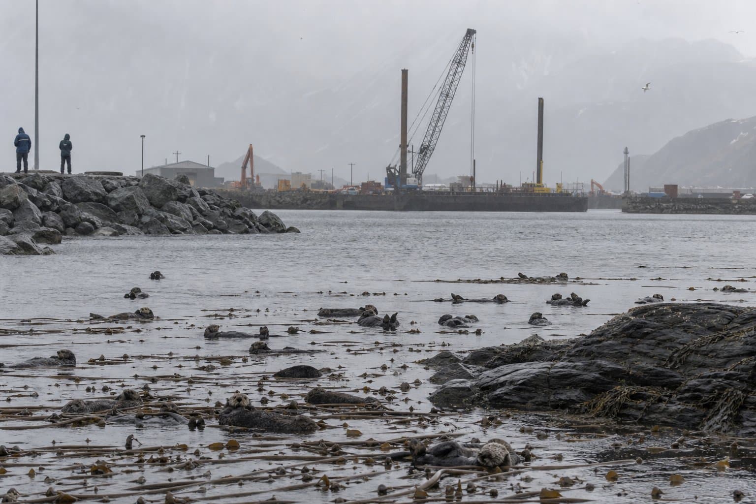 Cover image for article: Federal permit would allow harassment of 112 sea otters during Unalaska harbor work
