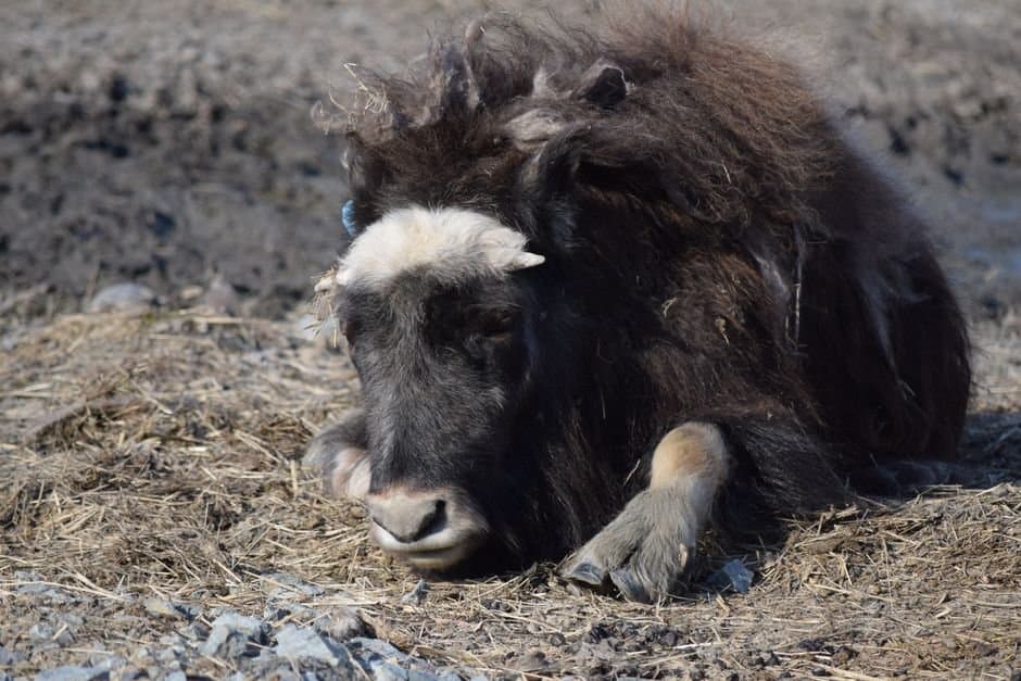 Cover image for article: State opens four-permit muskox hunt in Unit 26B as herd falls to 220