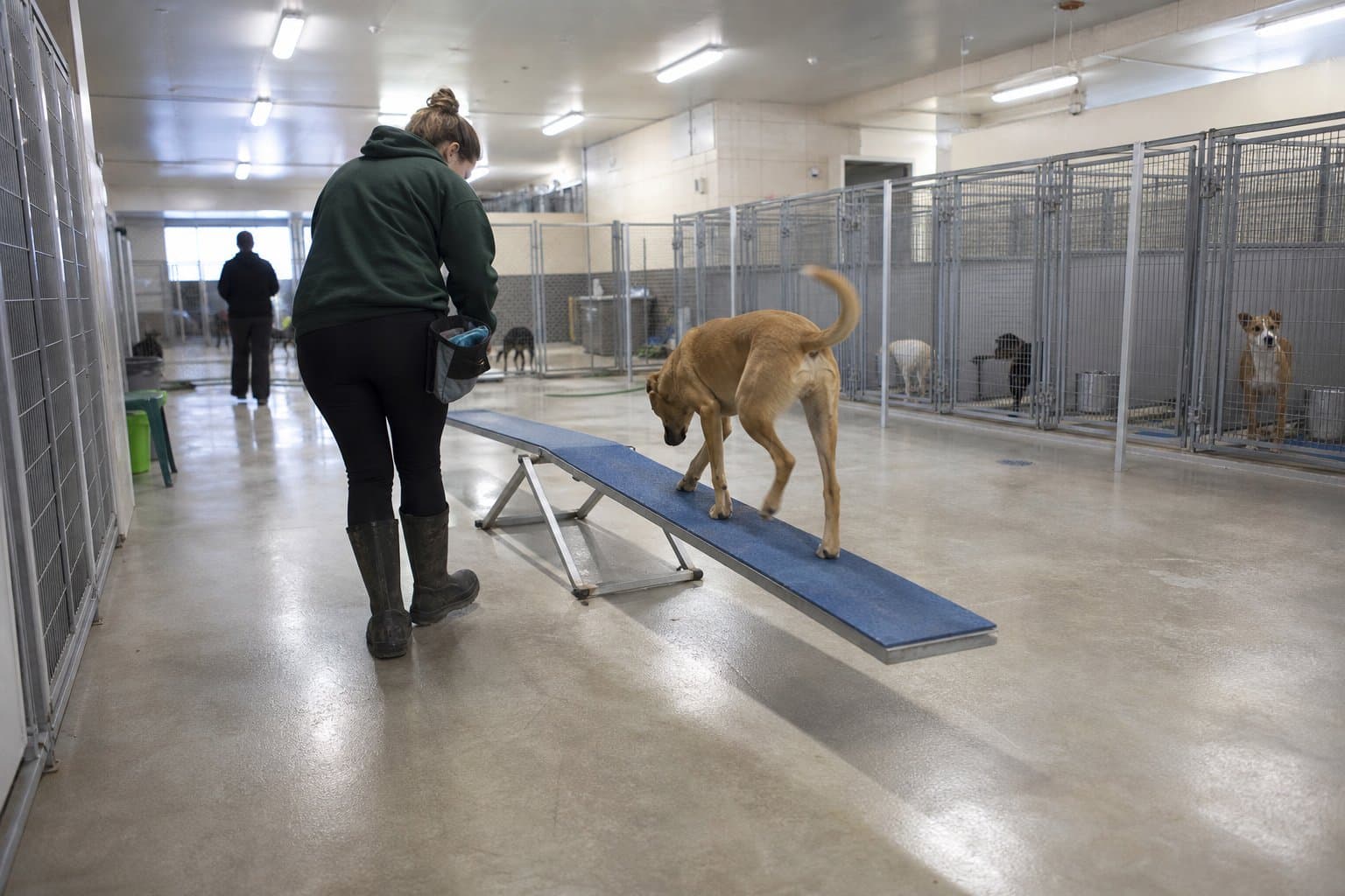 Cover image for article: Why Anchorage's longest-held shelter animals are the ones most at risk