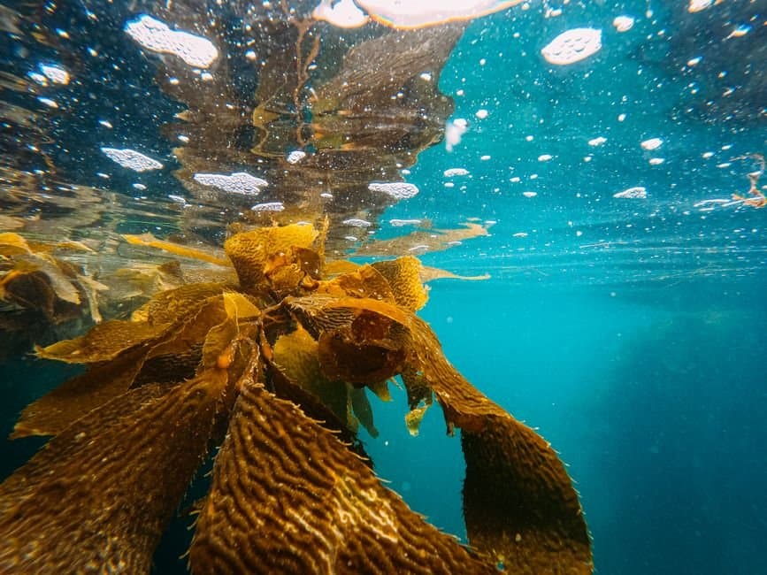 Cover image for article: Juneau kelp farm study suggests minimal influence on fish and invertebrates