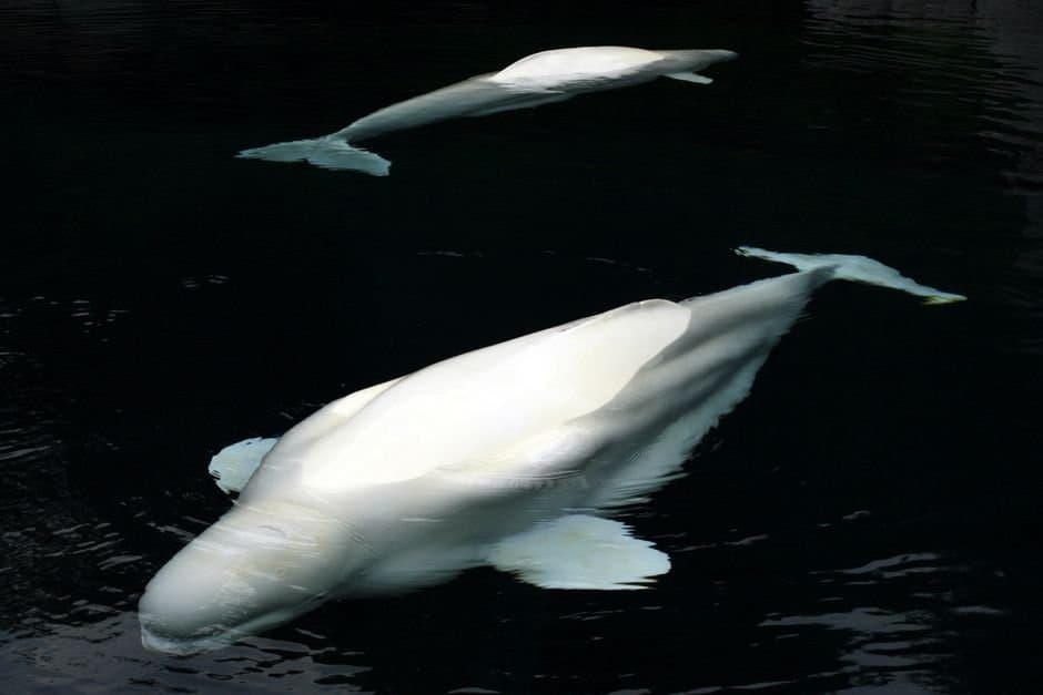 Cover image for article: Cook Inlet beluga population still declining 16 years after listing