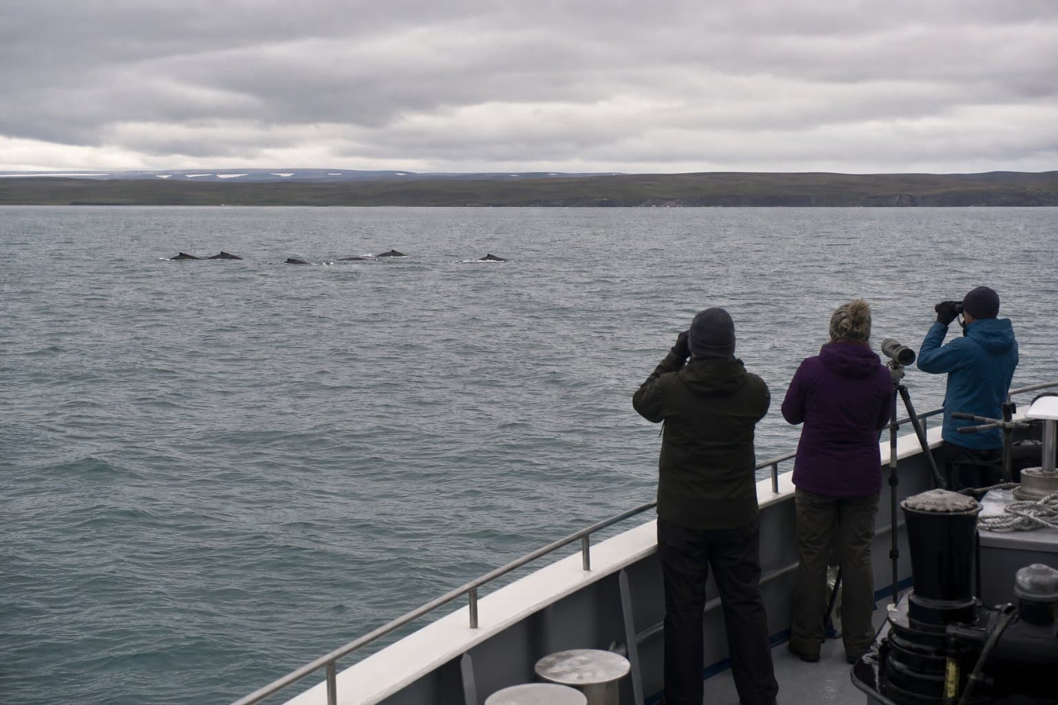 Cover image for article: Fairbanks firm seeks permit to study 14 marine mammal species