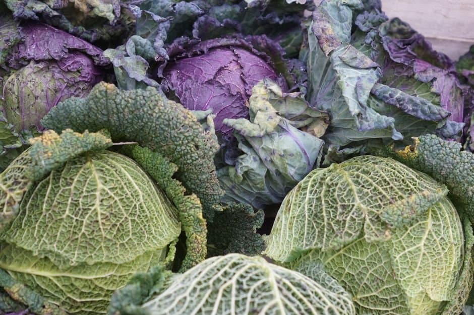 Cover image for article: Scott Robb won the state fair cabbage title with 122.7 pounds