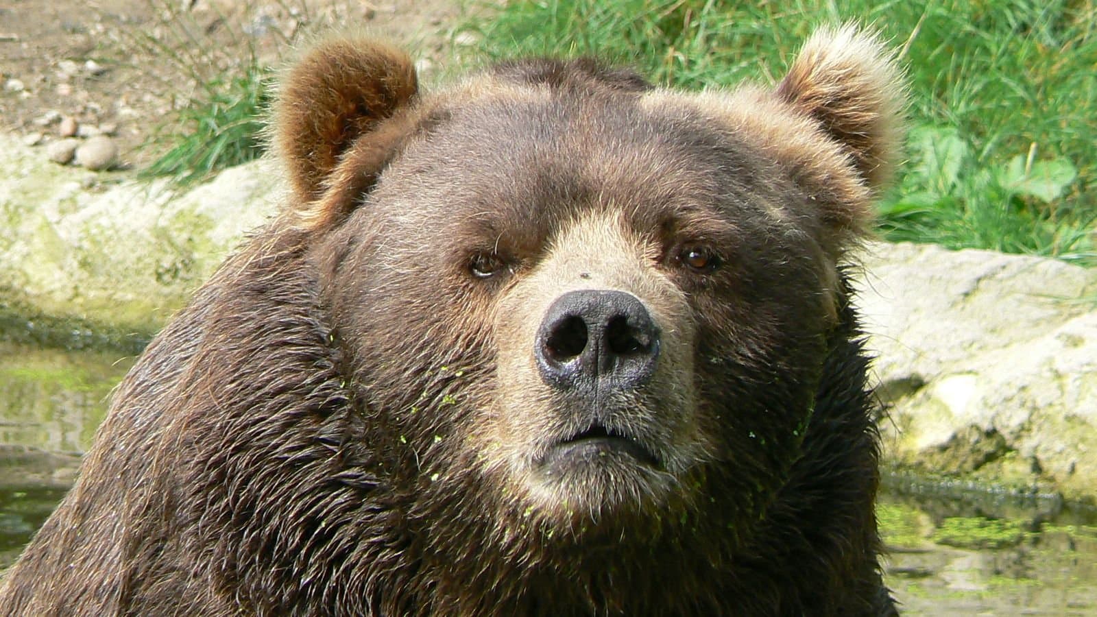 Cover image for article: Kodiak bear safety group tells trick-or-treaters to finish by 8 pm and carry air horns