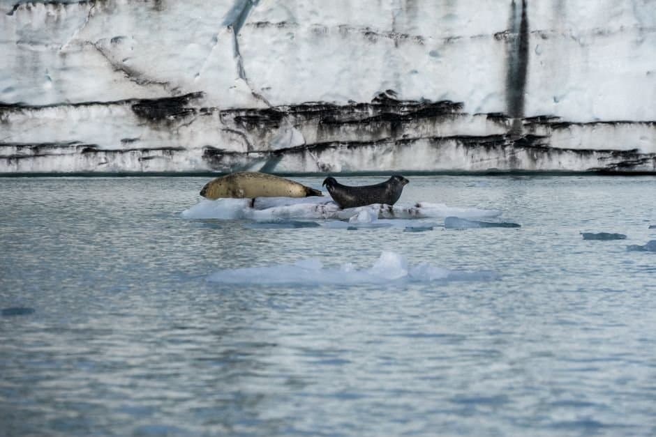 Cover image for article: NSF awards $812,016 to study shrinking seal ice habitat at Johns Hopkins Glacier