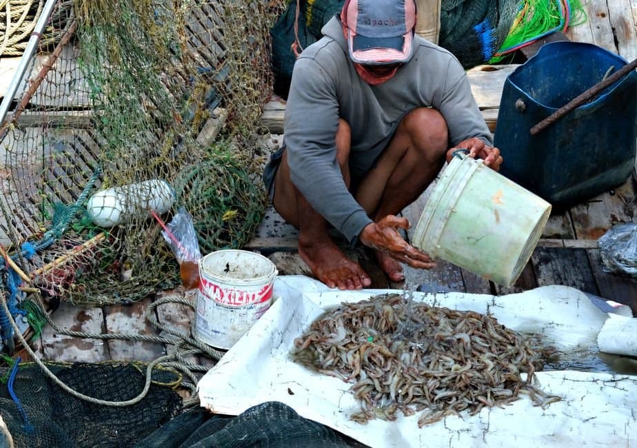 Cover image for article: Four Southeast shrimp pot districts reopen Oct. 1 with little quota left