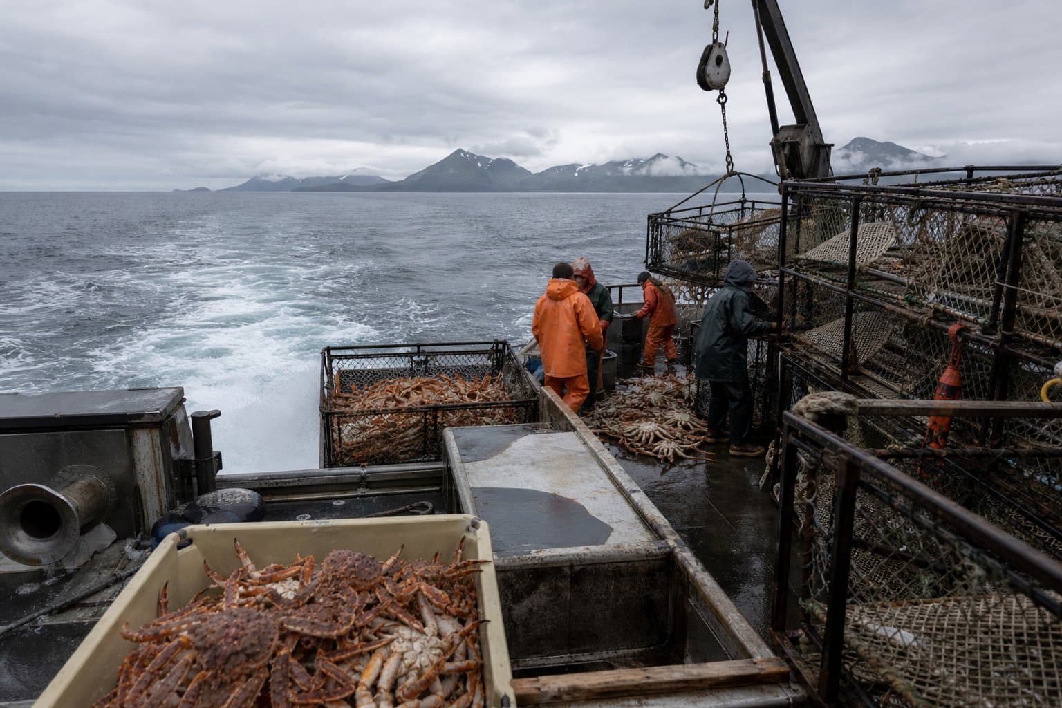 Cover image for article: Aleutian Islands golden king crab quota rises 13% for 2026/27