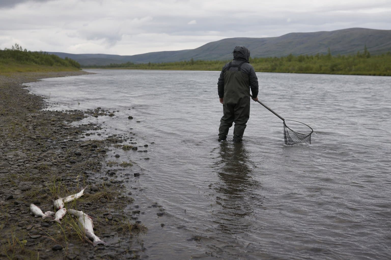 Cover image for article: Kuskokwim mainstem reopens early as six spawning tributaries stay closed to Chinook and chum