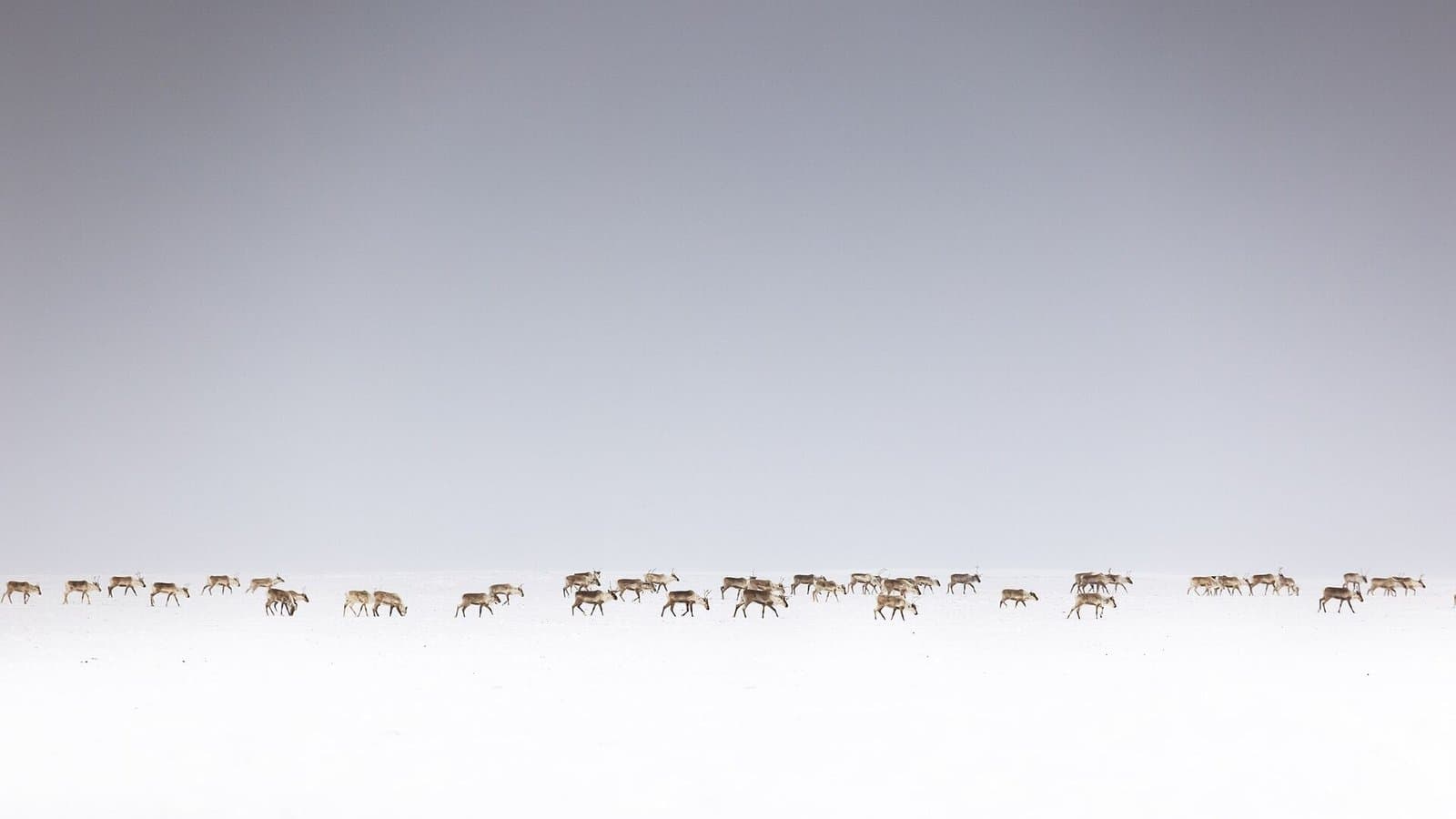 Cover image for article: Three Northwest Alaska advisory committees elect members, weigh caribou cuts