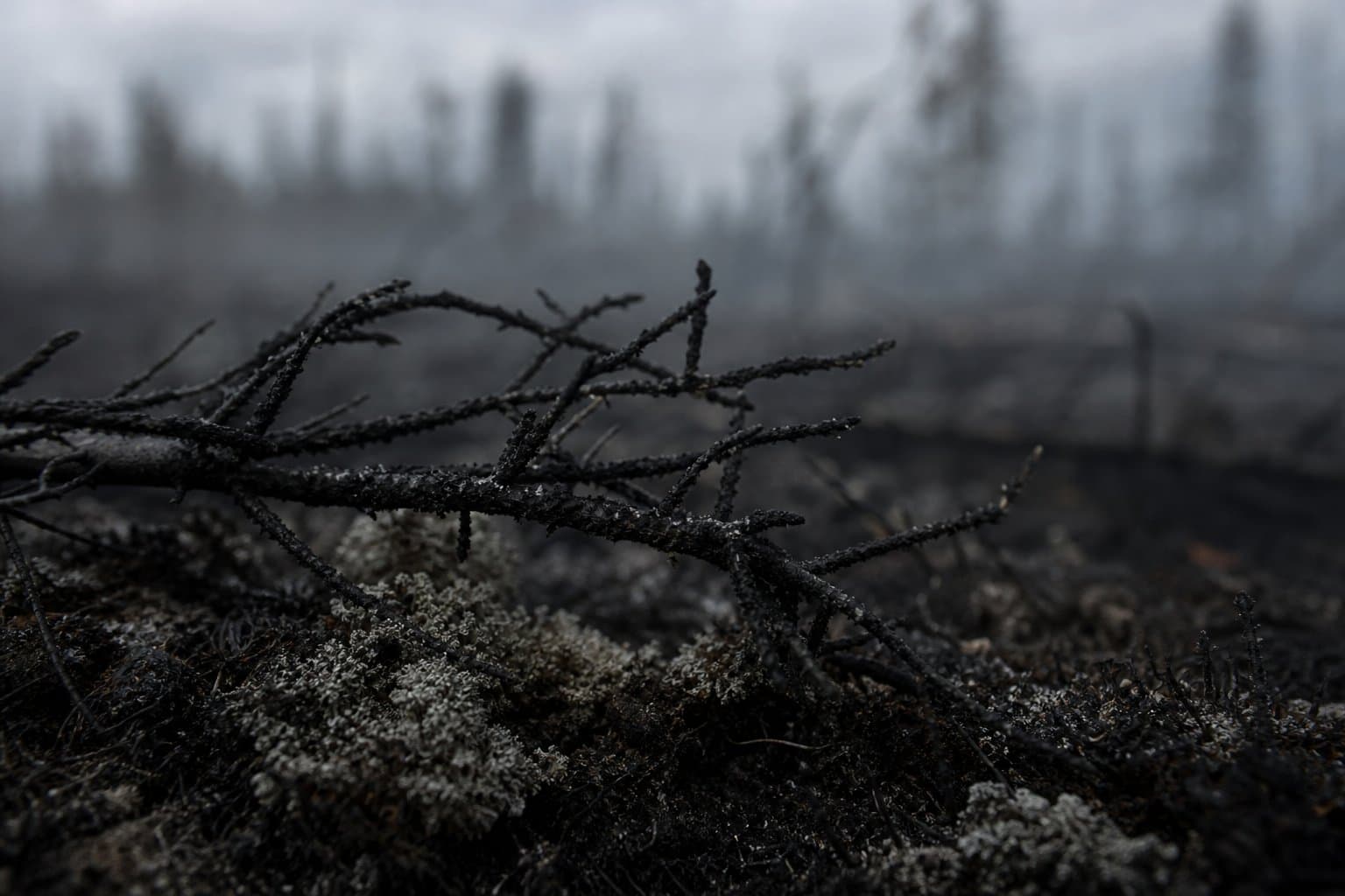 Cover image for article: Smokejumpers attack 75-acre lightning fire northeast of Fairbanks