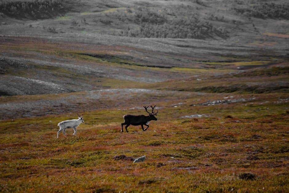 Cover image for article: Federal appeals court clears Alaska to release NPR-A drilling data