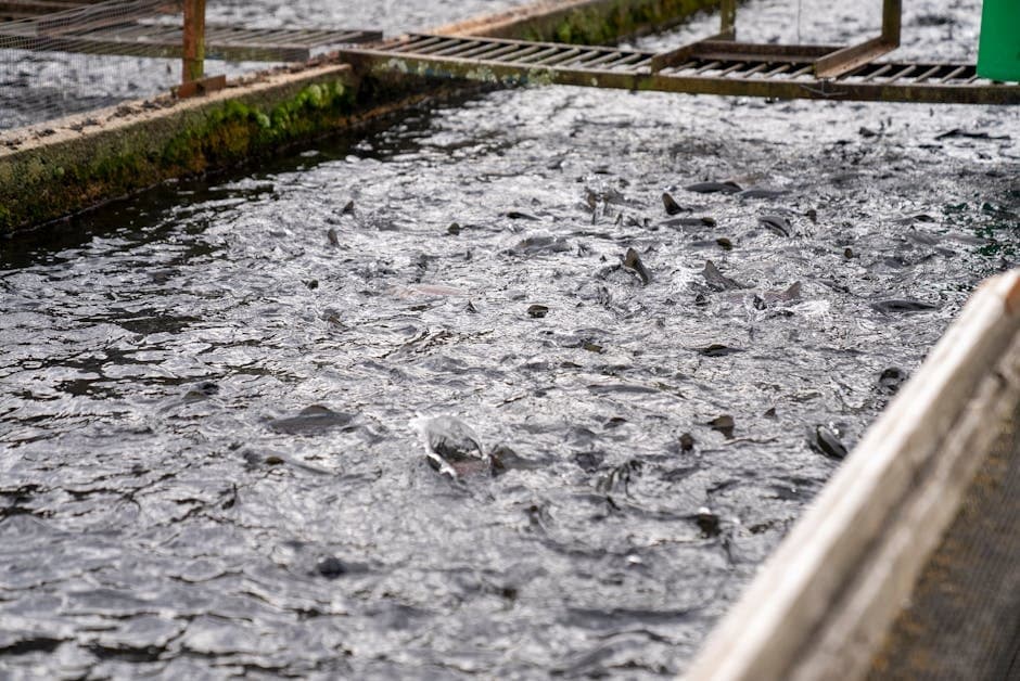 Cover image for article: Hatchery groups cite NOAA Chinook decision as validation
