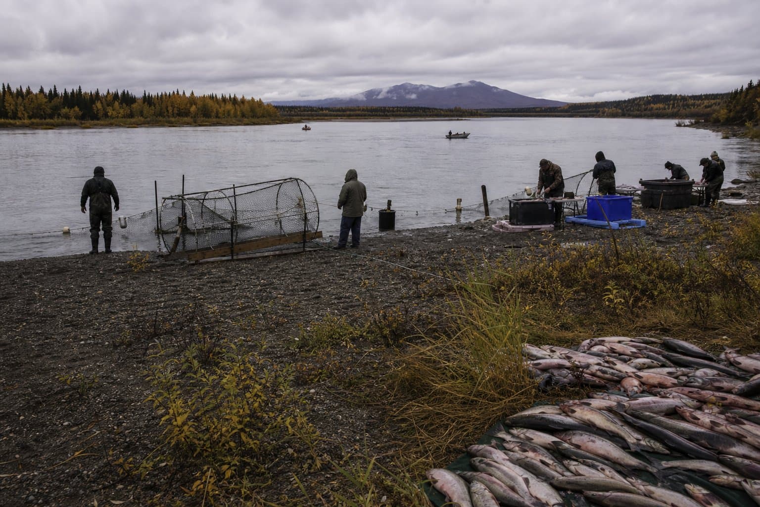 Cover image for article: Subsistence salmon fishing reopens on the Tanana and Yukon after closures