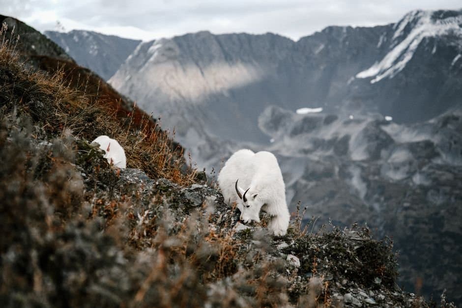 Cover image for article: A goat season that runs to January is closing after six days