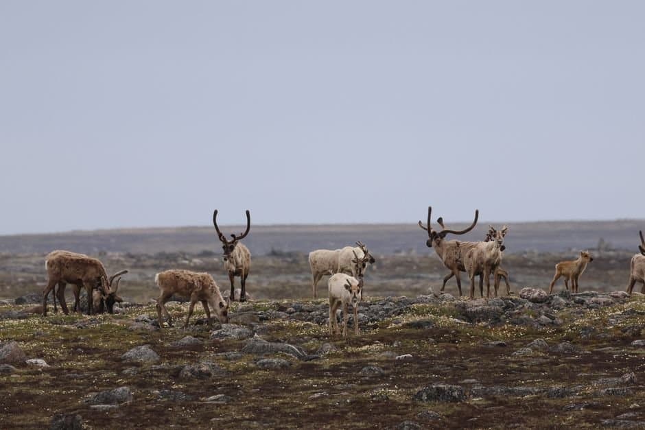 Cover image for article: Hilcorp wants to fill 95 acres of Arctic wetlands for a gravel mine — comment by Sept. 4