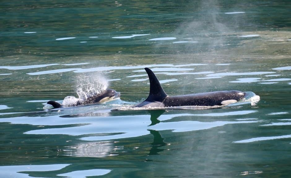 Cover image for article: Juneau's proposed Statter Harbor fee would more than triple operators' costs
