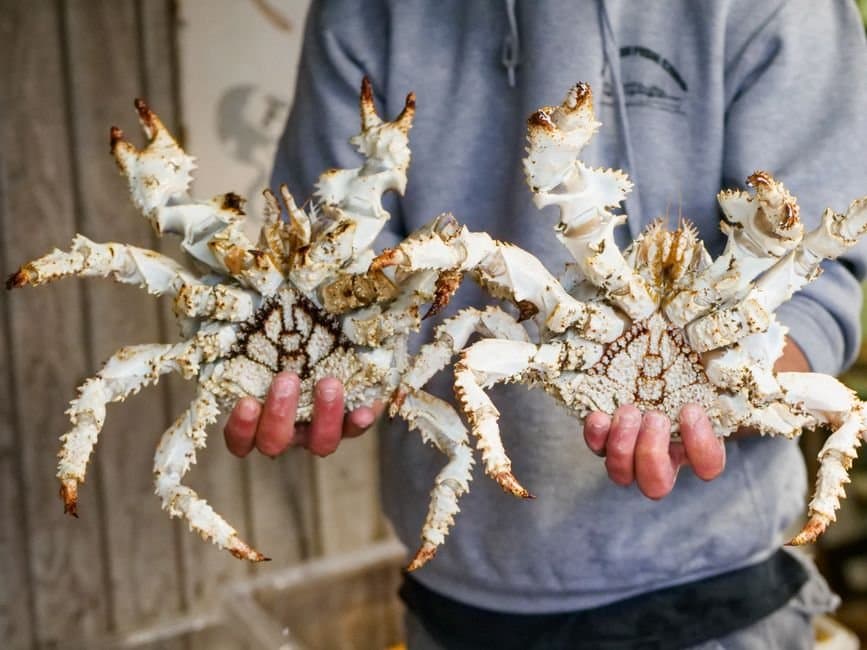 Cover image for article: Juneau's Section 11-A personal use king crab fishery closes at 4 p.m. Monday