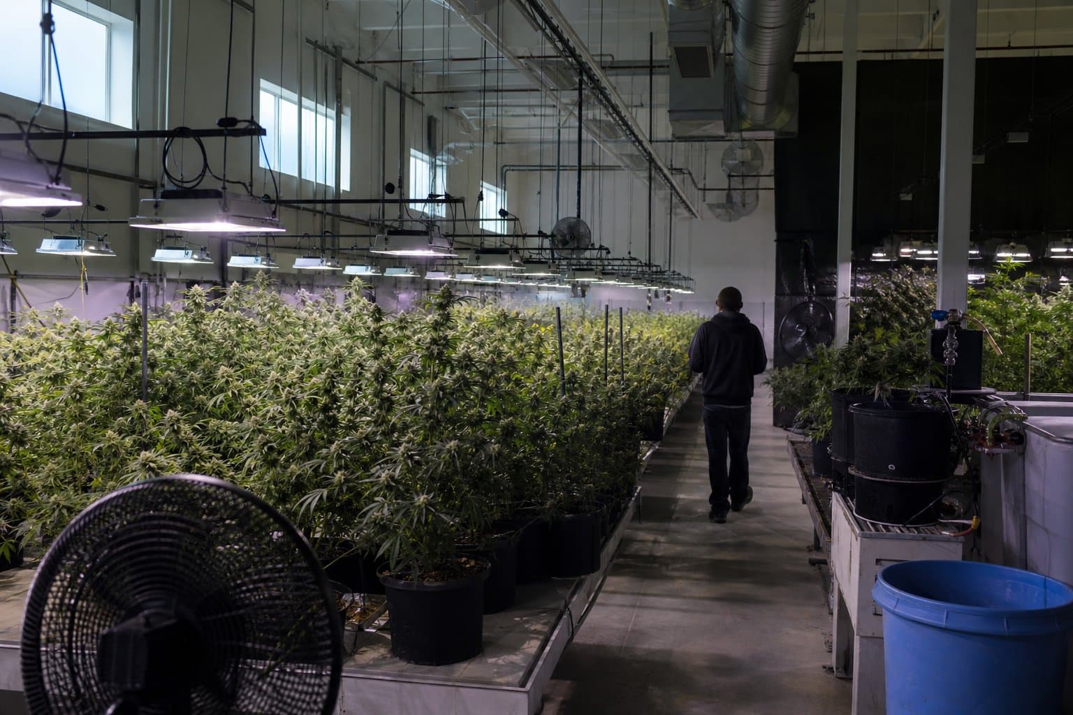 Cover image for article: Anchorage Assembly protests pot grower's license over $12,760 tax debt
