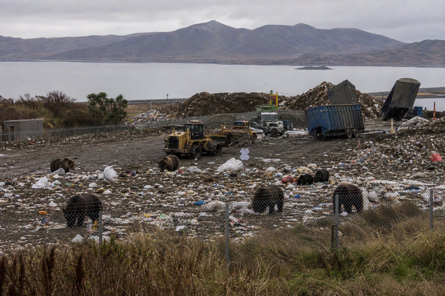 Cover image for article: Kodiak's landfill is out of compliance because bears keep getting in
