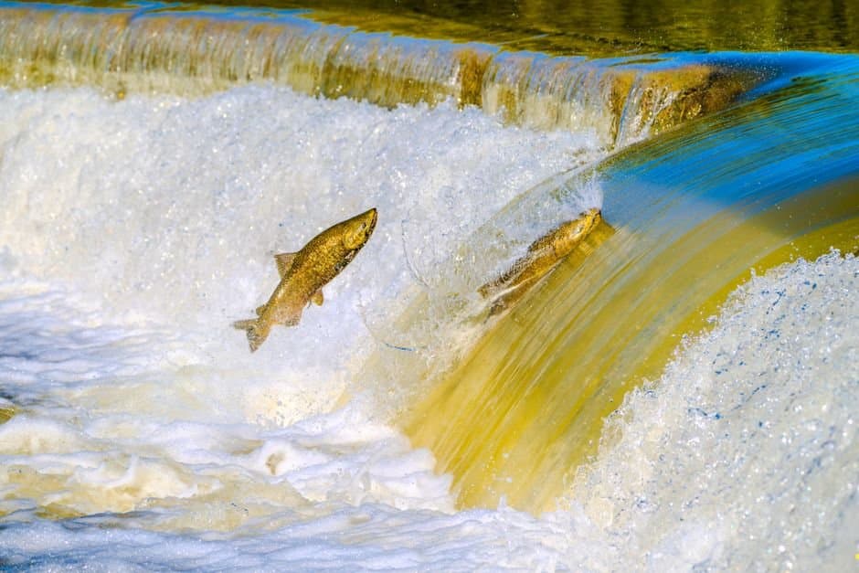 Cover image for article: Yukon fall chum run clears the state's commercial threshold, but no commercial fishery has opened