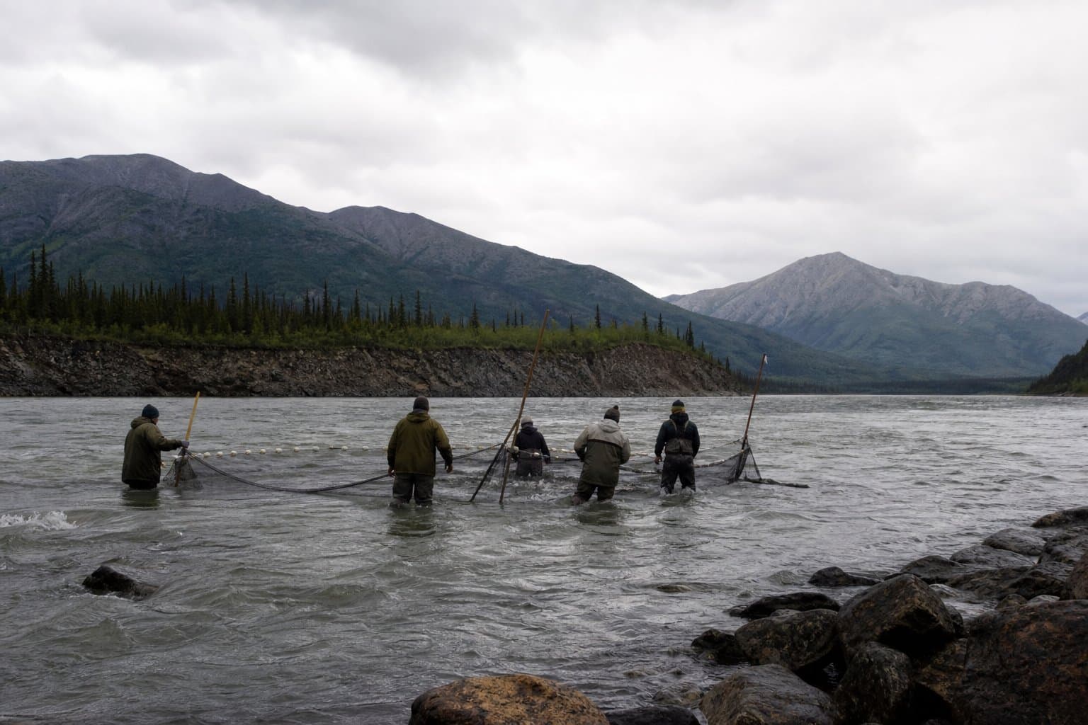 Cover image for article: Yukon Chinook count at Eagle stands at 1,633, a third of average; ADF&G launches telemetry study