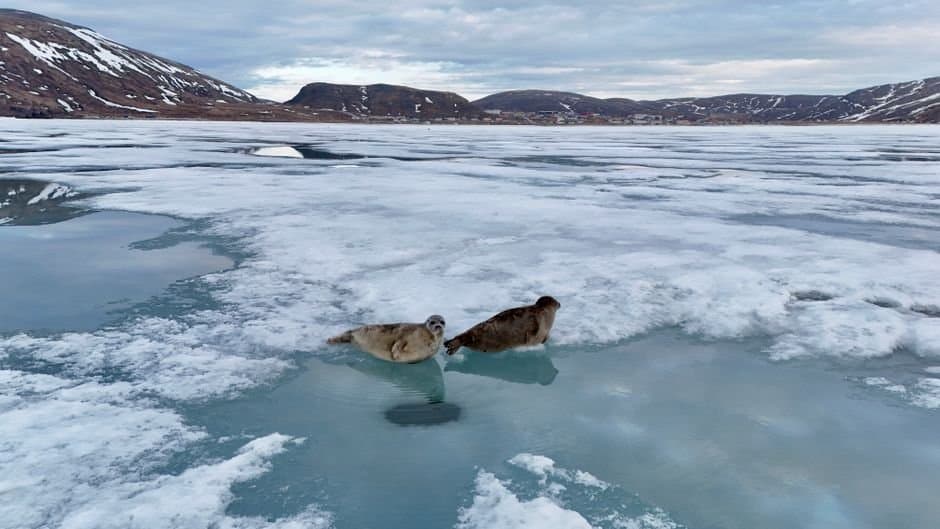 Cover image for article: NOAA awards Fish and Game $1.57 million for ice seal and sea lion monitoring