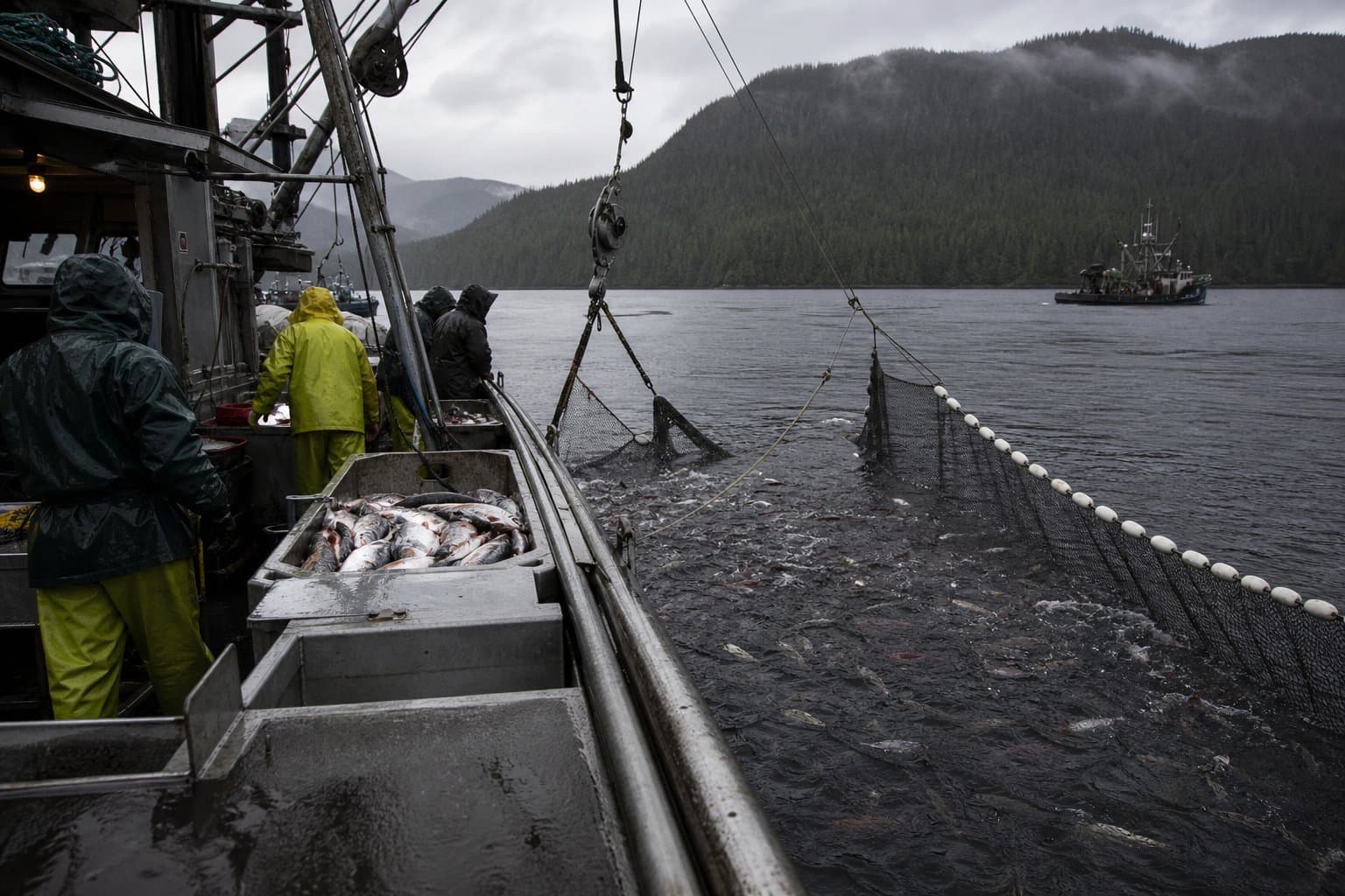Cover image for article: Southeast Alaska pink salmon counts fall far below average for fourth straight week