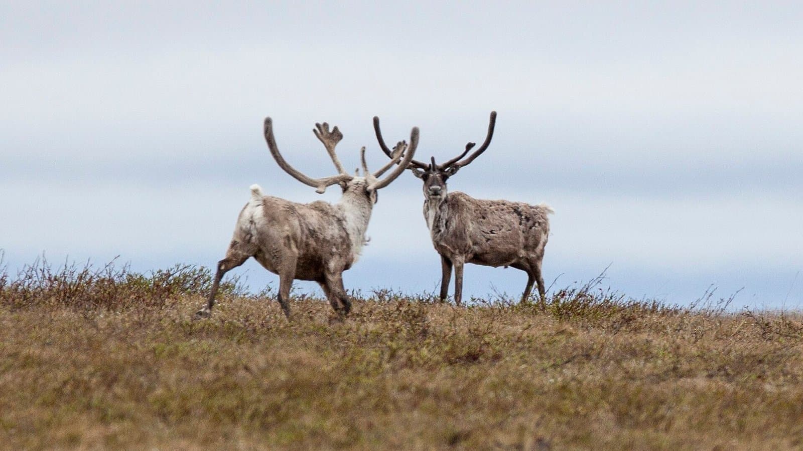 Cover image for article: North Slope Borough Assembly backs moving ASTAR road system into environmental review